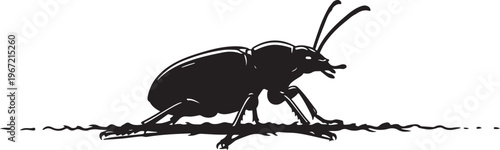 Black silhouette of a beetle on ground insect