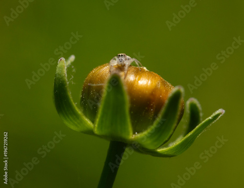 Tiny Jumping Spider on a Flower Bud.