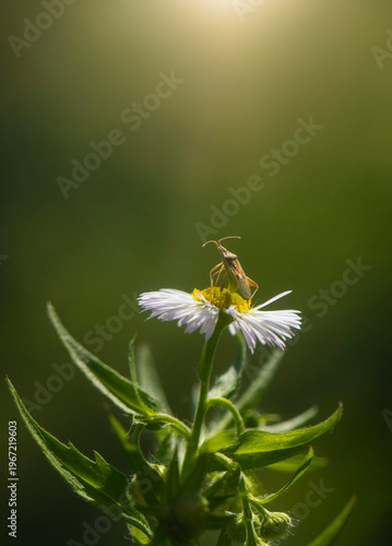 Plant Bug on an Aster Flower