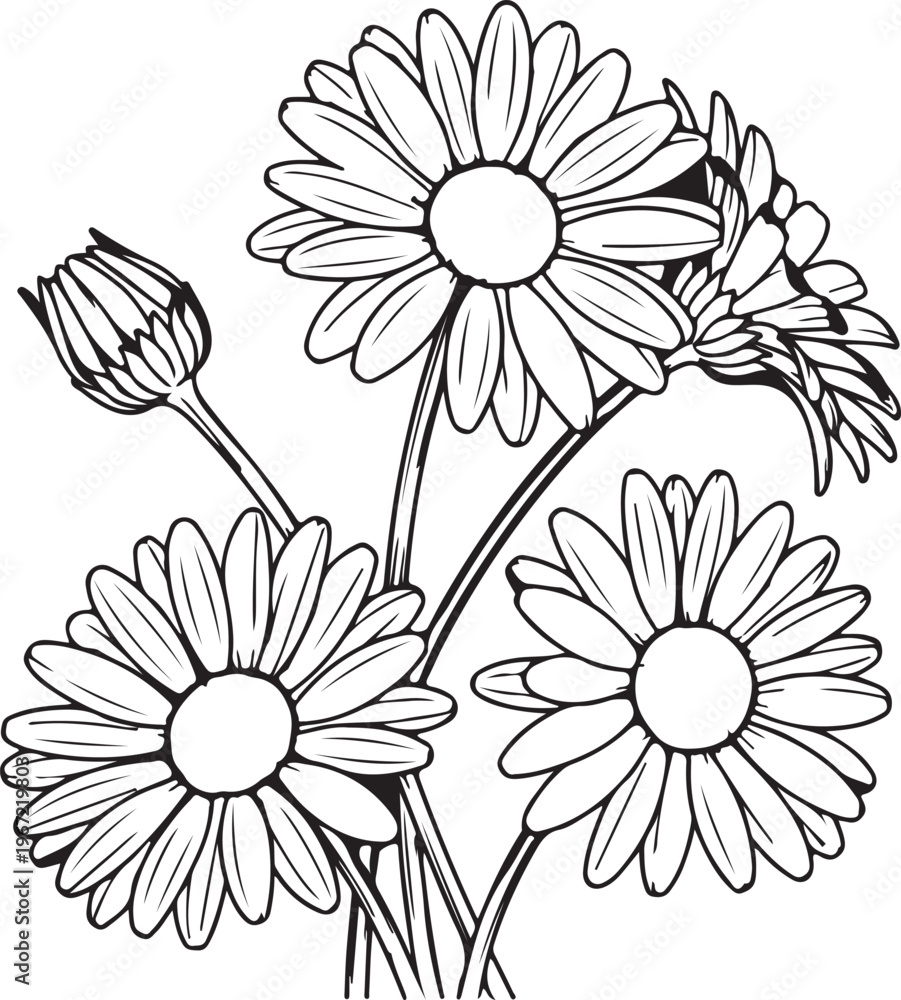 Fototapeta premium Vintage botanical illustration of daisy flowers in black and white