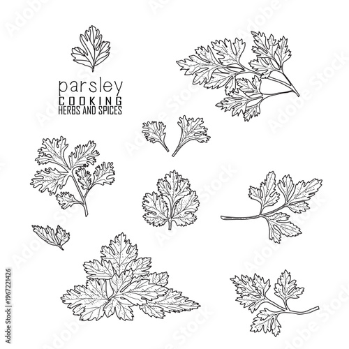 Hand-drawn parsley with a line art engraved style.