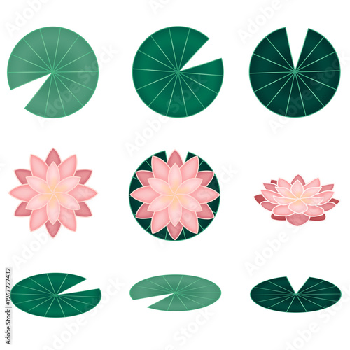 Obraz na plátně water lily icon