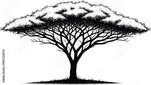 Acacia tree silhouette illustration, African savanna nature landscape with wide canopy branches, black and white botanical tree vector design
