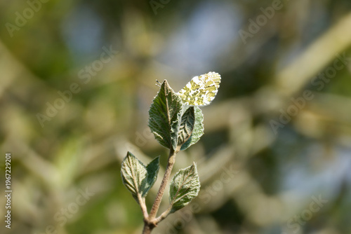 Male orange tip butterfly (Anthocharis cardamines) perched on a green leaf in Zurich, Switzerland