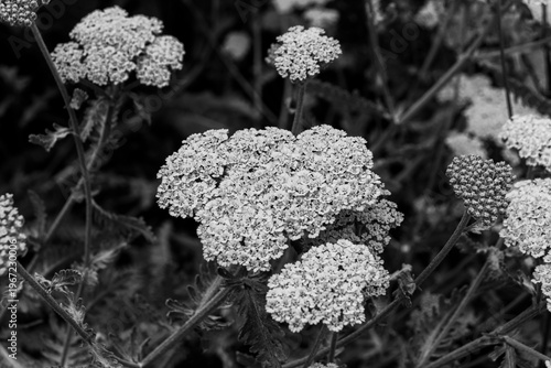 Moonshine yarrow (Achillea millefolium) tiny flower heads closeup in black and white