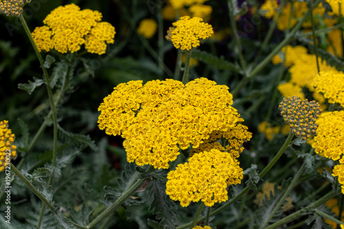 Moonshine yarrow (Achillea millefolium) bright vibrant yellow tiny flower heads closeup