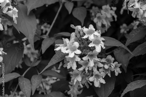 Linnaea amabilis (Kolkwitzia amabilis) bell shaped flower heads blooming in black and white