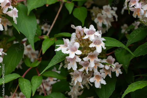 Linnaea amabilis (Kolkwitzia amabilis) white and pink bell shaped flower heads blooming