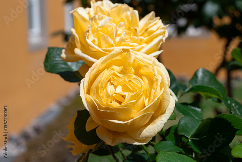 Julia Child rose, yellow flower head closeup blooming
