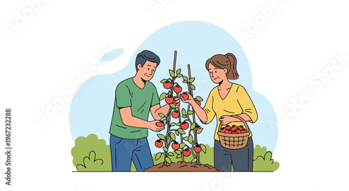 An elderly couple harvests fresh ripe tomatoes from a garden patch into a basket
