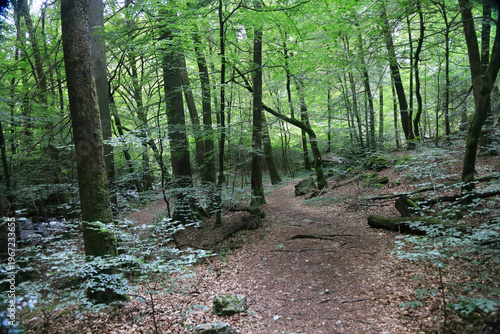 in the forest