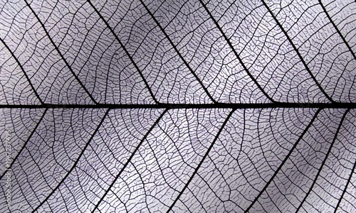 Macro black and grey abstract of leaf skeleton structure texture background. beautiful natural pattern.
