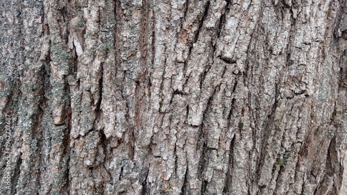 Background with natural texture of old oak bark with deep cracks and a characteristic pattern.