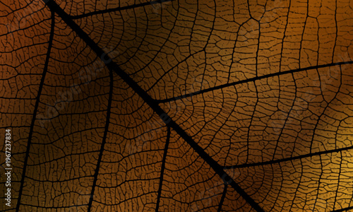 Macro black and brown abstract of leaf skeleton structure texture background. fiber cell botanical.