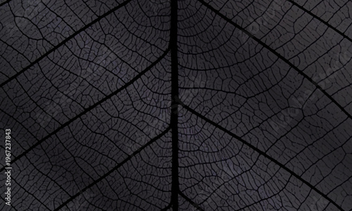Macro black and grey abstract of leaf skeleton structure texture background. anatomy symmetry.
