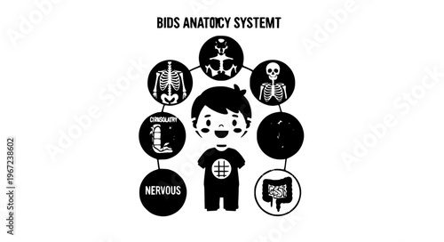 Stylized kids anatomy body chart cartoon boy systems vector EPS10 isolated on white