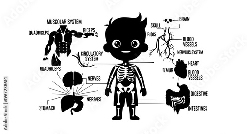Minimal kids anatomy infographic body systems vector EPS10 isolated on white