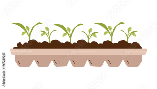 Seedling plants growing in a biodegradable egg carton tray with soil