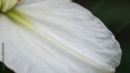 Close-Up of Delicate White Flower Petal on Green Background Highlighting Natural Beauty