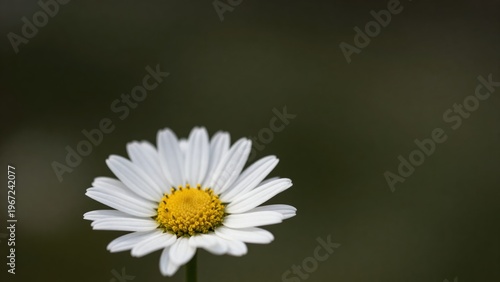 Single White Daisy Flower with Yellow Center Against a Soft Focus Dark Background in Nature