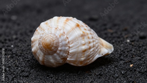Close-Up View of a Beautiful Spiral Seashell on Dark Sand Background in Natural Setting