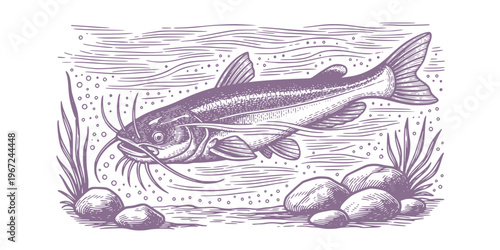 swimming catfish in river water vintage engraving illustration
