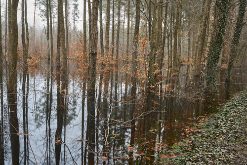 Wybrzeże Bałtyku, lasy zalane wodą w naturalnym środowisku, Słowiński Park Narodowy, Pomorskie, Polska
