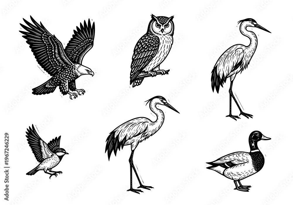 Fototapeta premium Collection of Various Bird Species in Detailed Illustrations
