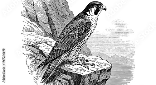 A detailed black and white illustration of a peregrine falcon