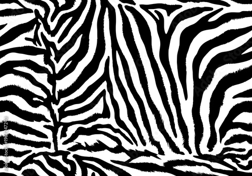 A detailed close-up view of a zebra's fur pattern