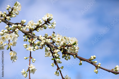 White fruit blossom and buds against a blue sky, Derbyshire England

