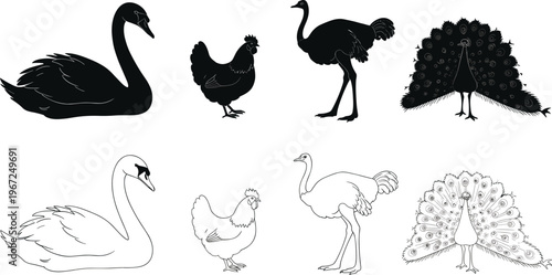 Bird Silhouette And Outline Set Featuring Swan Chicken Ostrich And Peacock Black And White Wildlife Illustration Collection
