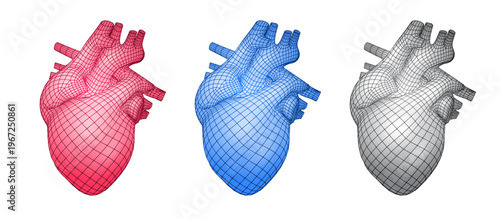 Vector illustration of human heart 3d wireframe isolated on white background and related to anatomy, medicine, cardiology and biology