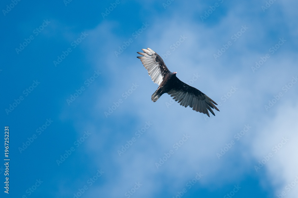 Fototapeta premium Turkey Vulture flying overhead at Tioga Hammond Lakes in Pennsylvania during July.