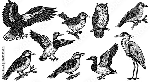 Collection of Various Hand-Drawn Vintage Wild Birds in Engraving Style