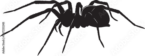 Black spider silhouette insect arachnid