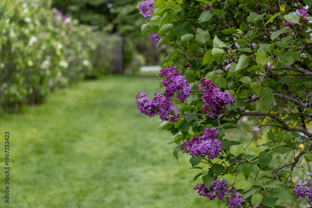 Obraz premium Lilac flowers in park. Spring blossom on bush in Ornamental Gardens in Ottawa, Canada.