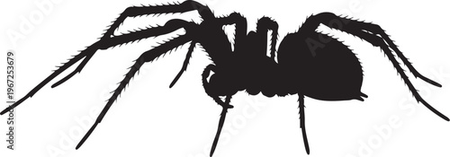 Black spider silhouette with hairy legs