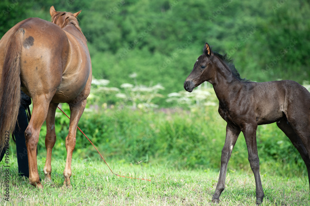 Naklejka premium beautiful black foal of sportive breed walking with mom at green meadow at freedom. morning