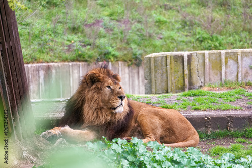фотографія Lion rests on ground in zoo during day time near green plants and stone wall wit