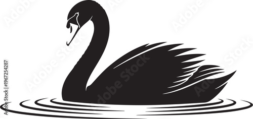 Black swan swimming in water bird