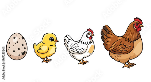 Chicken Life Cycle Stages From Egg.
