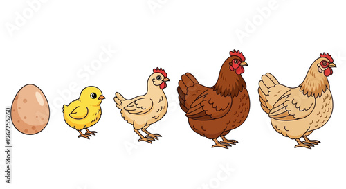 Chicken Life Cycle Stages from Egg.