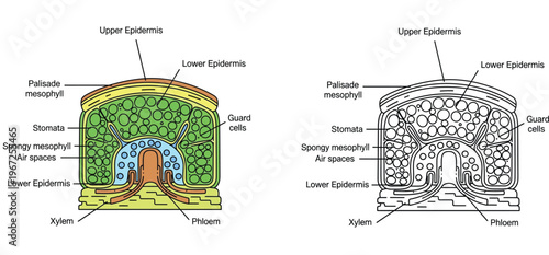 Leaf cross section anatomy diagram. Educational vector illustration showing internal structure, cellular layers, and vascular tissue. Labeled color and line art outline versions.