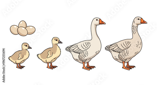 Family of Geese from Egg to Adult.