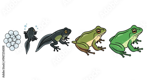 Frog Life Cycle Stages Development Process.