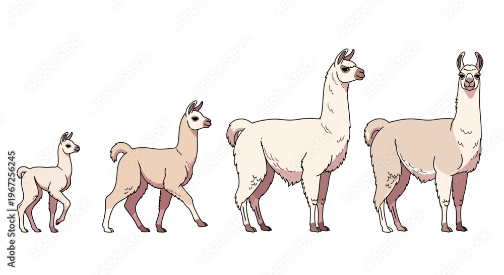 Fototapeta premium Llama Stages of Growth Illustration.