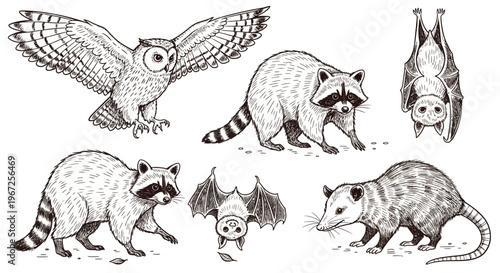 Raccoons and Owls in Various Poses.