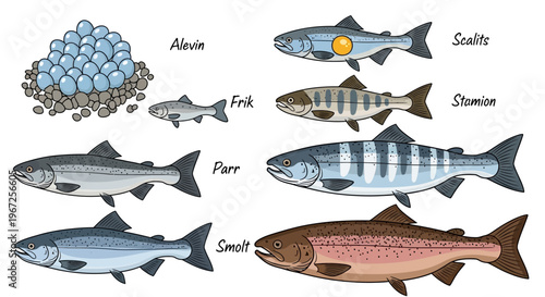Variety of Salmon Fish Stages and Roe.