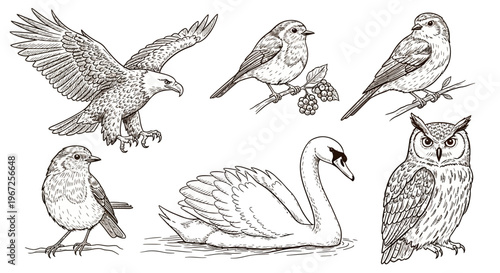 Various Birds Including Swans and Owls.